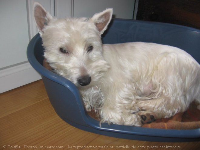 Photo de West highland white terrier