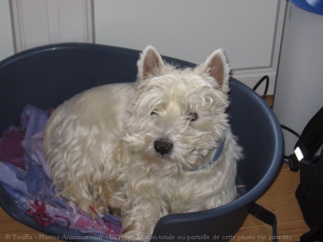 Photo de West highland white terrier