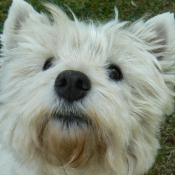 Photo de West highland white terrier