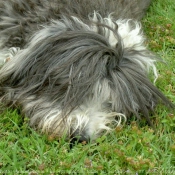 Photo de Bearded collie