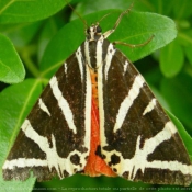 Photo de Papillon