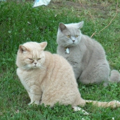 Photo de Chartreux