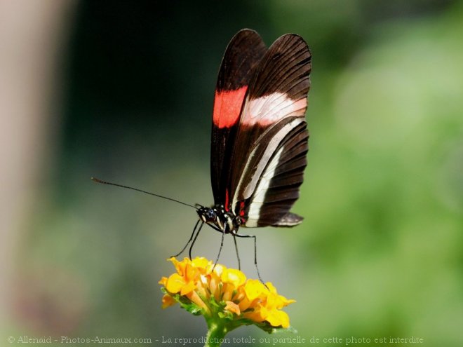 Photo de Papillon