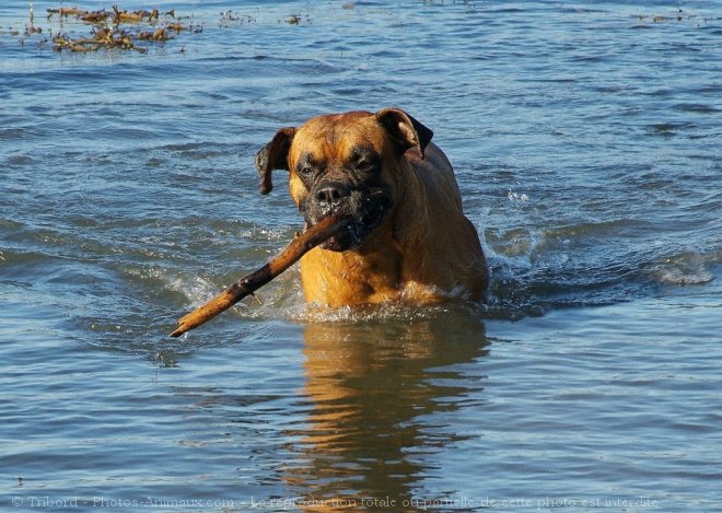 Photo de Boxer