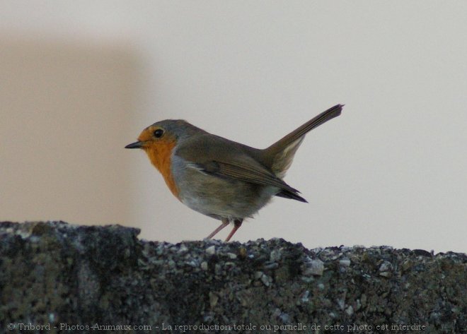 Photo de Rouge gorge