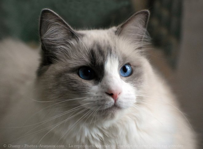 Photo de Ragdoll