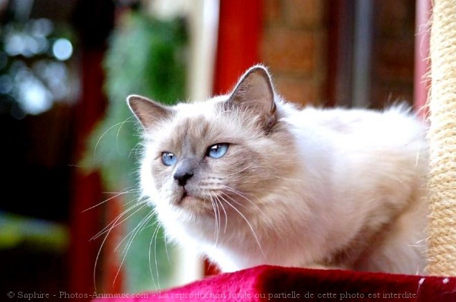 Photo de Sacr de birmanie