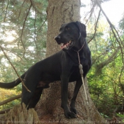 Photo de Labrador retriever