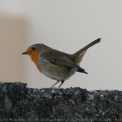 Photo de Rouge gorge