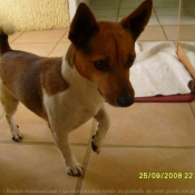 Photo de Jack russell terrier