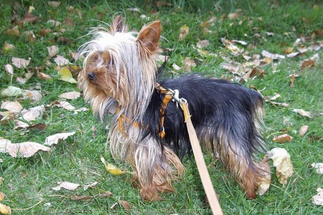 Photo de Yorkshire terrier