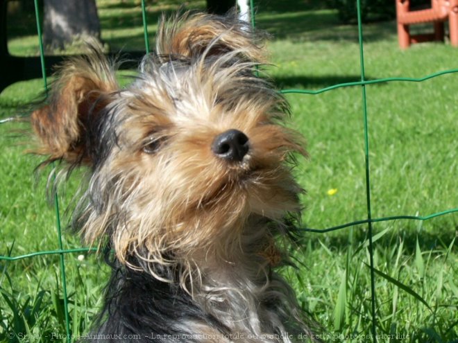 Photo de Yorkshire terrier