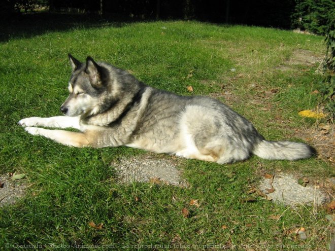 Photo de Malamute de l'alaska