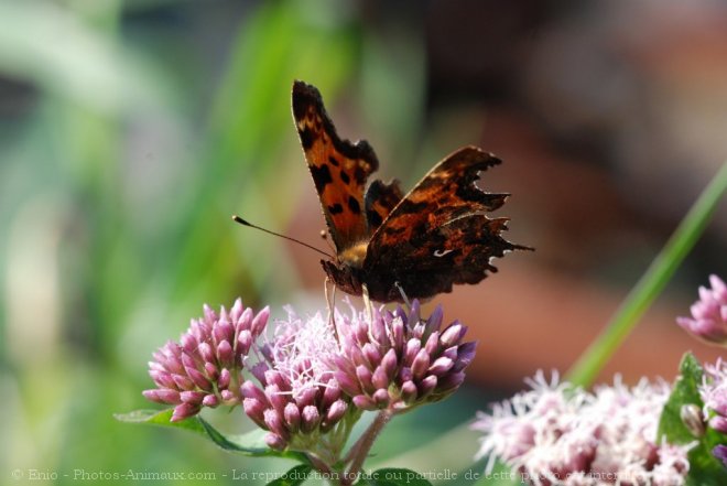 Photo de Papillon