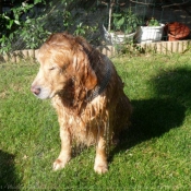 Photo de Golden retriever