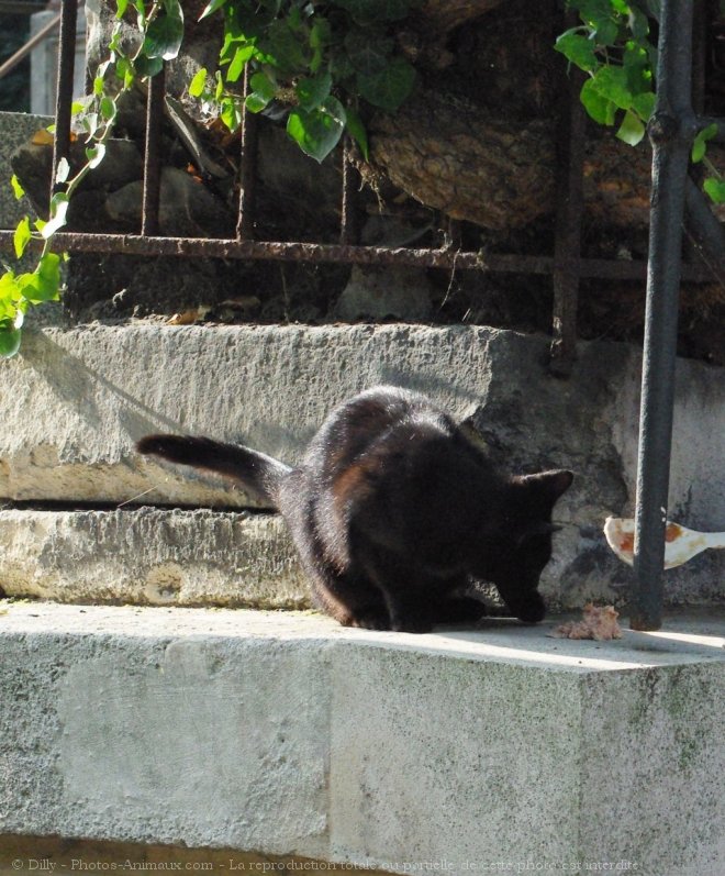 Photo de Chat domestique