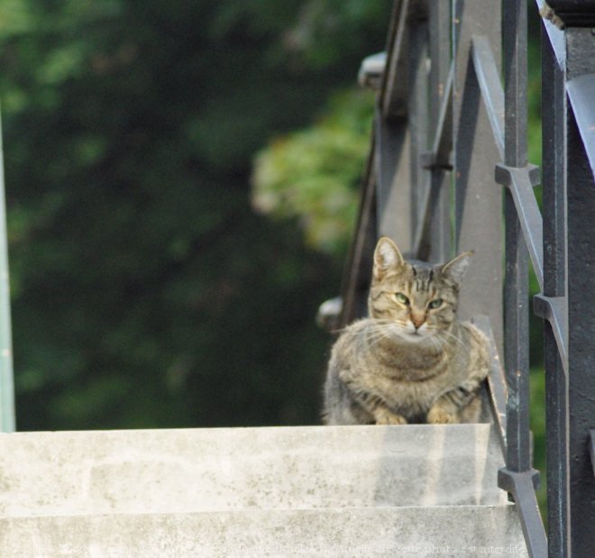 Photo de Chat domestique