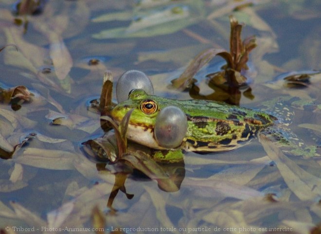 Photo de Grenouille