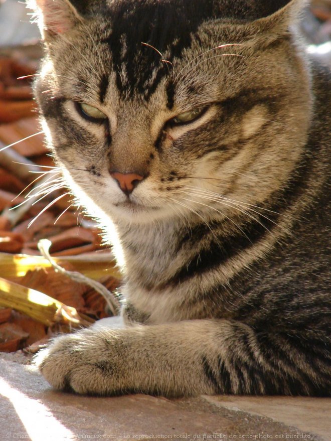 Photo de Chat domestique