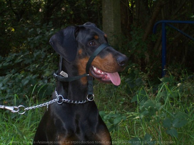 Photo de Dobermann