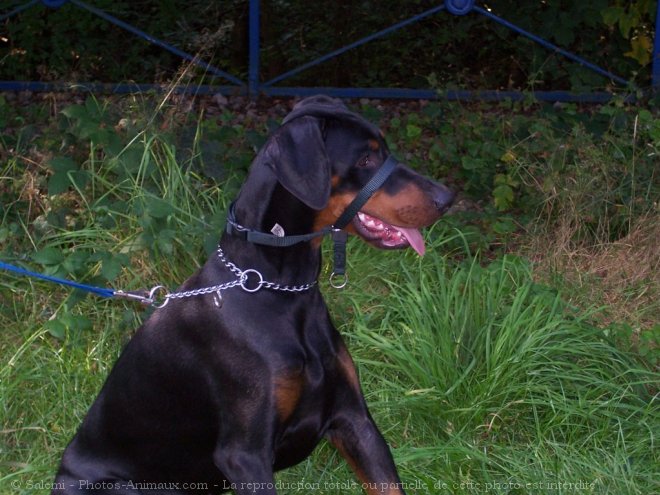 Photo de Dobermann