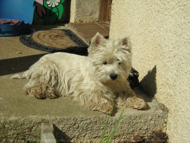 Photo de West highland white terrier