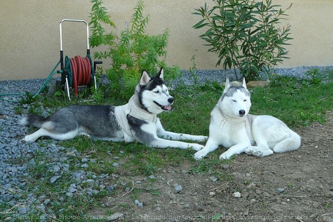 Photo de Husky siberien