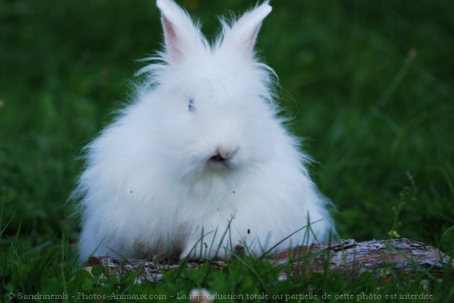 Photo de Lapin