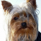 Photo de Yorkshire terrier