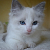 Photo de Ragdoll