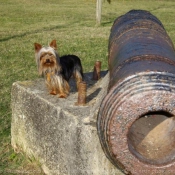 Photo de Yorkshire terrier