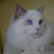 Photo de Ragdoll