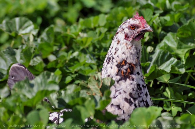 Photo de Poule