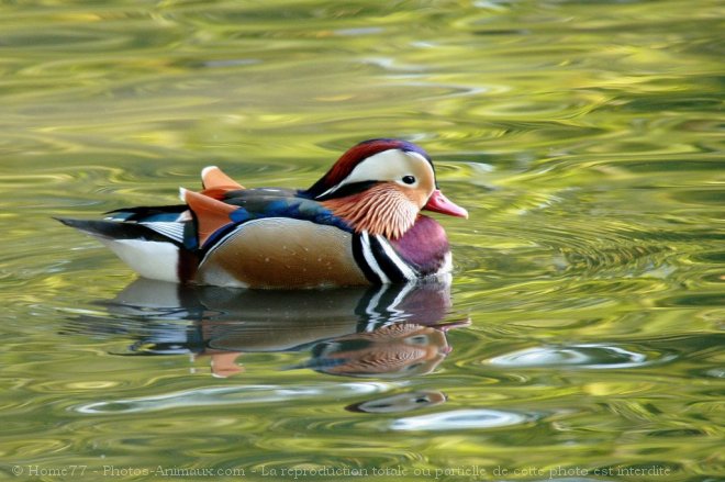 Photo de Canard mandarin