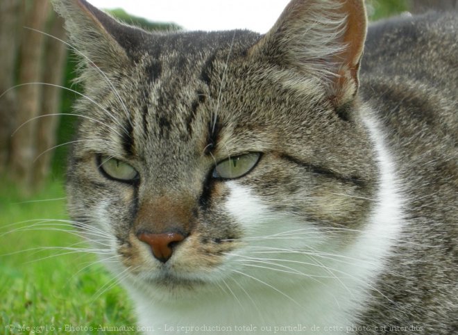 Photo de Chat domestique