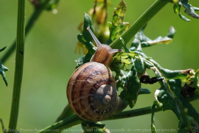 Photo d'Escargot