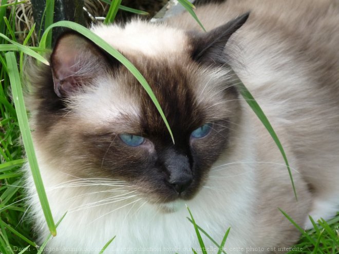 Photo de Ragdoll