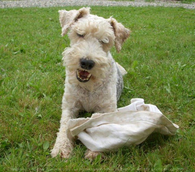 Photo de Fox terrier  poil dur