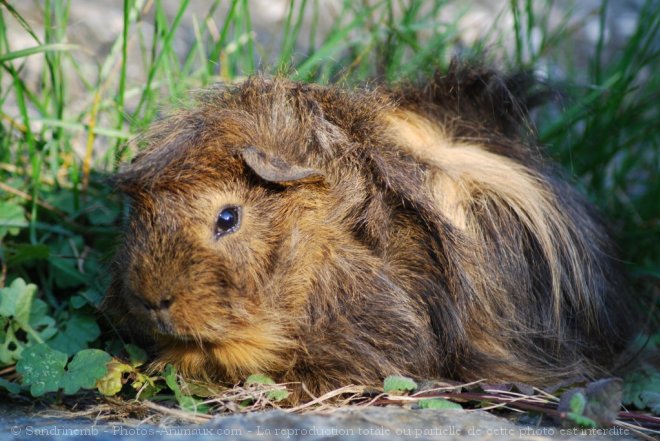 Photo de Cochon d'inde - pruvien