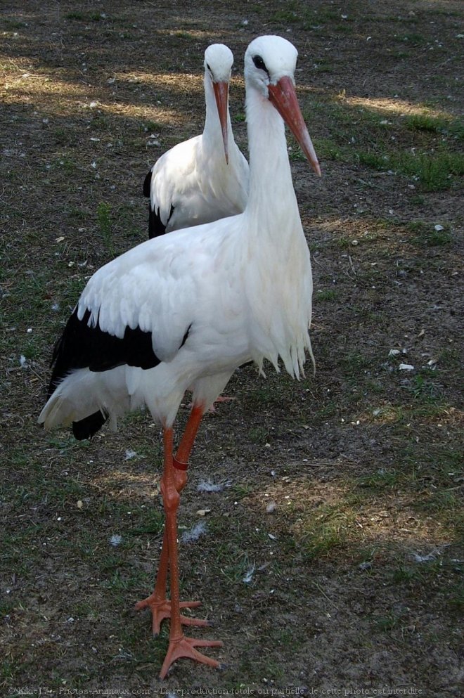 Photo de Cigogne