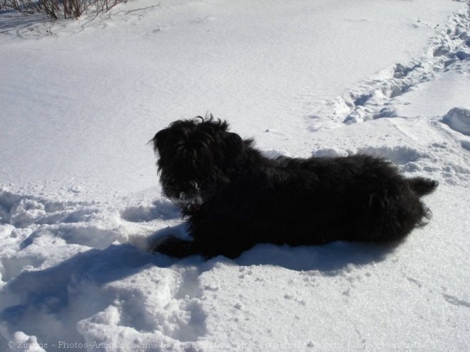 Photo de Bouvier des flandres