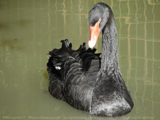 Photo de Cygne