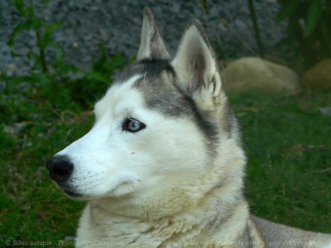 Photo de Husky siberien