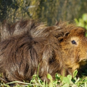 Photo de Cochon d'inde - pruvien