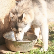 Photo de Husky siberien