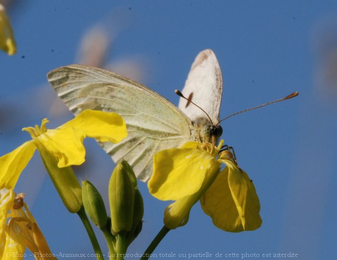 Photo de Papillon