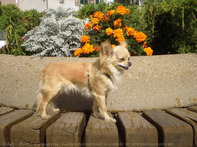 Photo de Chihuahua  poil long