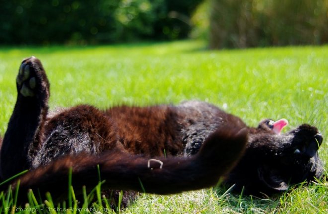 Photo de Chat domestique