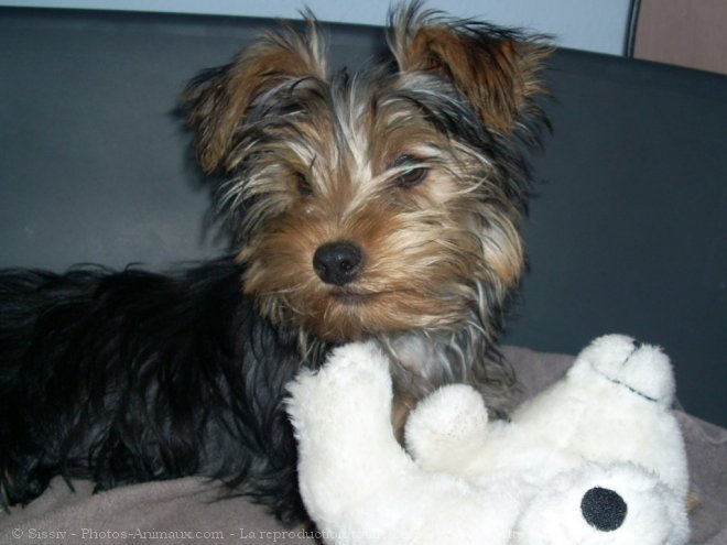 Photo de Yorkshire terrier