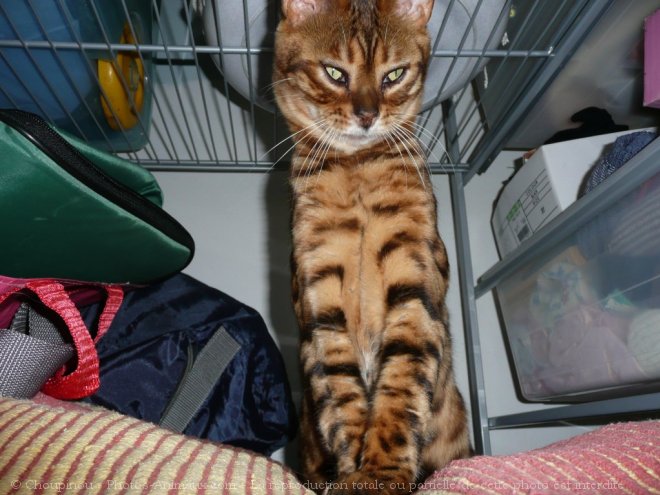 Photo de Bengal